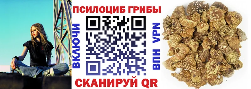 дарнет шоп  Малоярославец  Галлюциногенные грибы Psilocybe 